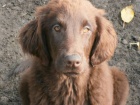 Flat coated retriever s PP - hnd ttka