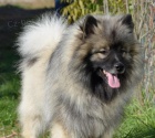 vl�� �pic , keeshond
