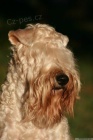 IRISH SOFT COATED WHEATEN TERIER