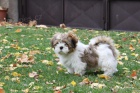 Lhasa apso z Kybely Bohemia