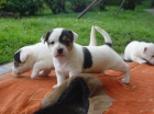 Jack Russel terir - prodm tata JRT