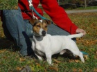 Jack Russel terir - prodm tata JRT