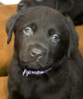 Labradorsk retriever -oko barva s PP