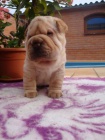 arpej, Shar-pei