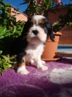 Kavalr King Charles spaniel, KKCH