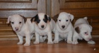 krsn ttka jrt jack russell terier