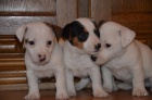 krsn ttka jrt jack russell terier