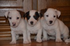 krsn ttka jrt jack russell terier