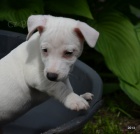 krsn ttka jrt jack russell terier