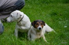 krsn ttka jrt jack russell terier