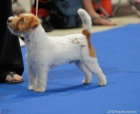 Jack Russell Terir - s PP