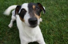 Jack Russell Terir - s PP
