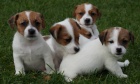 Jack Russell Terir - s PP