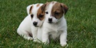 Jack Russell Terir - s PP