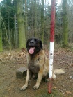 CHS - Leonberger tata s PP