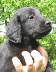 Prodm ttka Flat Coated Retriever