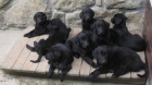 Prodm ttka Flat Coated Retriever