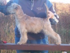 Irish soft coated wheaten terier