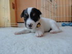 POSLEDN fenka a pejsek JRT