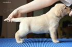 ttka Labrador Retriever s PP