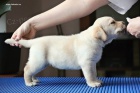 ttka Labrador Retriever s PP