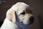 ttka Labrador Retriever s PP