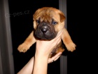 Shar pei