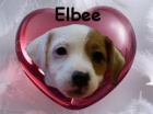 Jack Russell Terir - s PP
