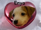 Jack Russell Terir - s PP