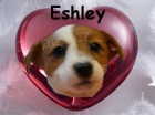 Jack Russell Terir - s PP