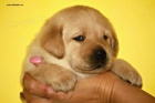 ttka Labrador Retriever s PP