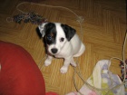 Jack Russell Terir