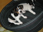 Jack Russell Terir