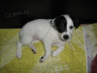 Jack Russell Terir