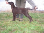 Flat coated retriever s PP - hnd tntka