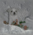 Malt�z��ek s pp