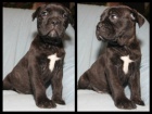 Cane Corso �t���tka prod�m