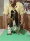 Basset Hound