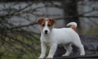 Jack Russell Terir - ndhern ttka