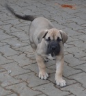 boerboel  s PP- tn fenka