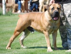 boerboel  s PP- tn fenka