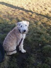 Irish soft coated wheaten terier