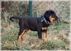 Beauceron - fenky s PP