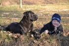 cane corso