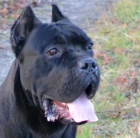 cane corso