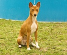 Basenji tata