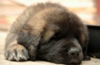 Leonberger ttka