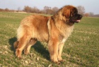 Leonberger ttka