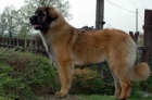 Leonberger ttka