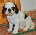 Krsn fena King CHarles spaniel